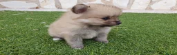 Pomerania perros en venta: Pomeranias mini ositas - Anuncio 6