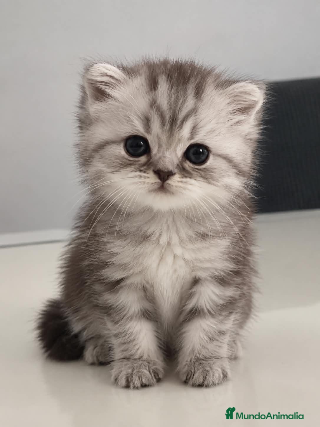 Persa gatos Gatos persa silver - Anuncio 1