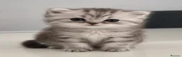Persa gatos en venta: Gatos persa silver - Anuncio 1