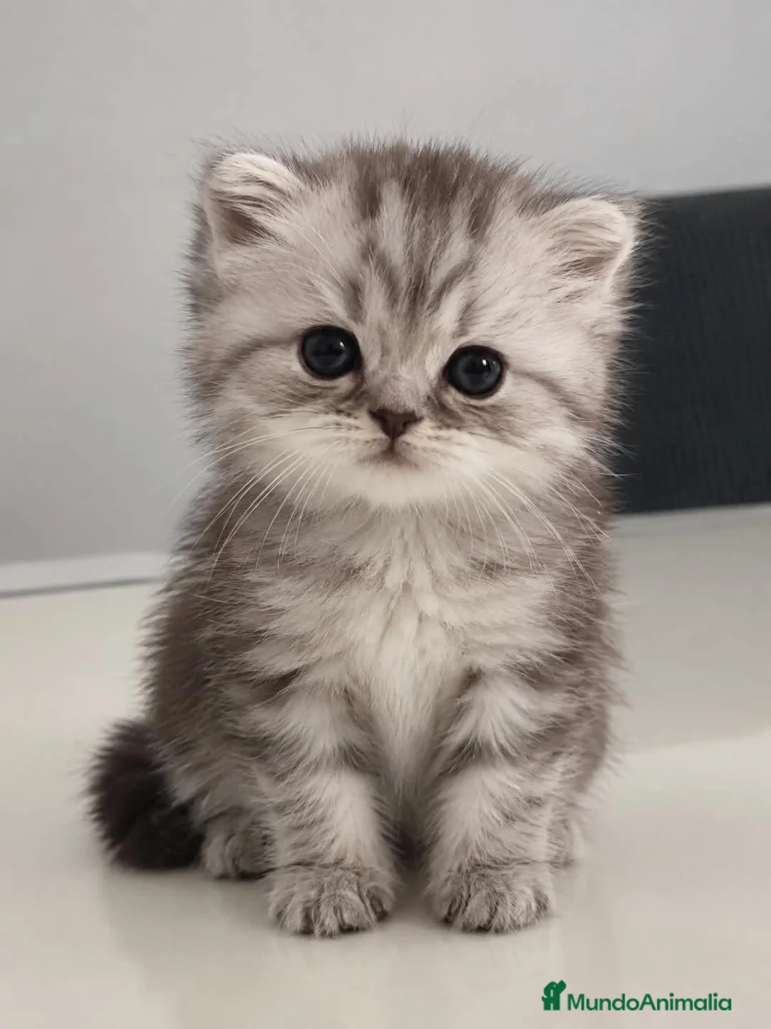 Persa gatos en venta: Gatos persa silver - Anuncio 1
