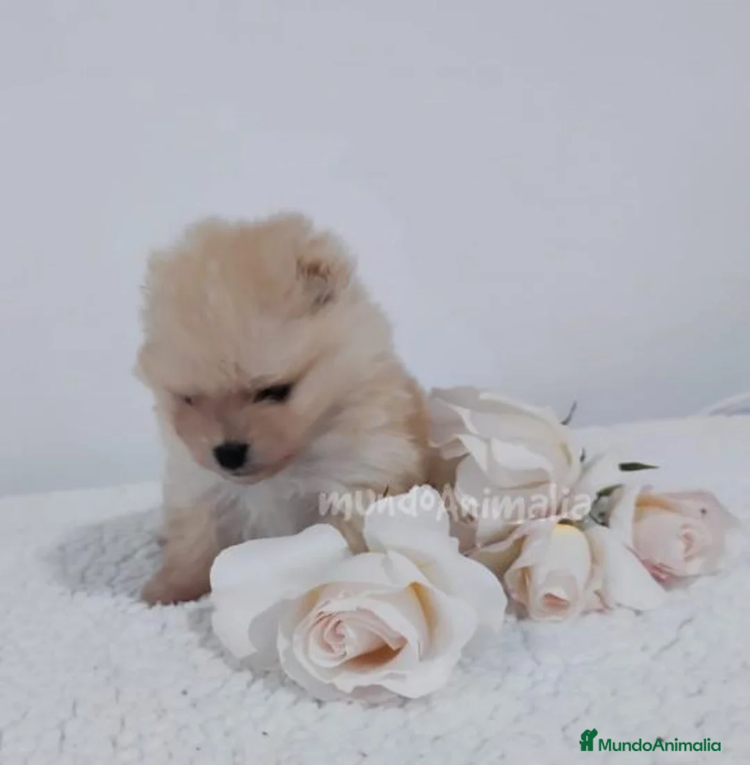 Imagen de galería {{count}}