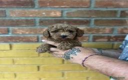 Caniche Toy perros en venta: Caniche toy - Imagen 4