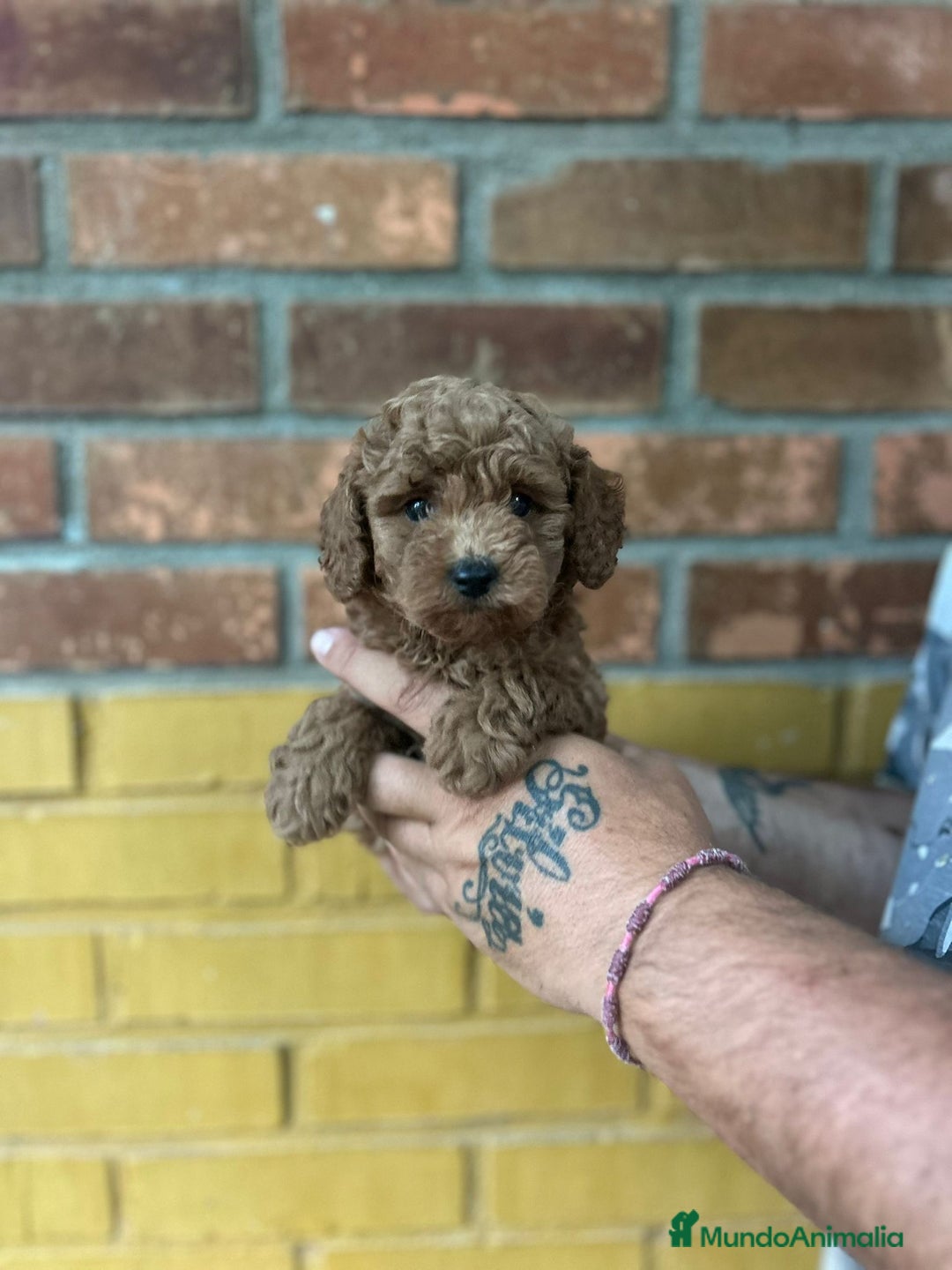 Caniche Toy perros en venta: Caniche toy - Imagen 4