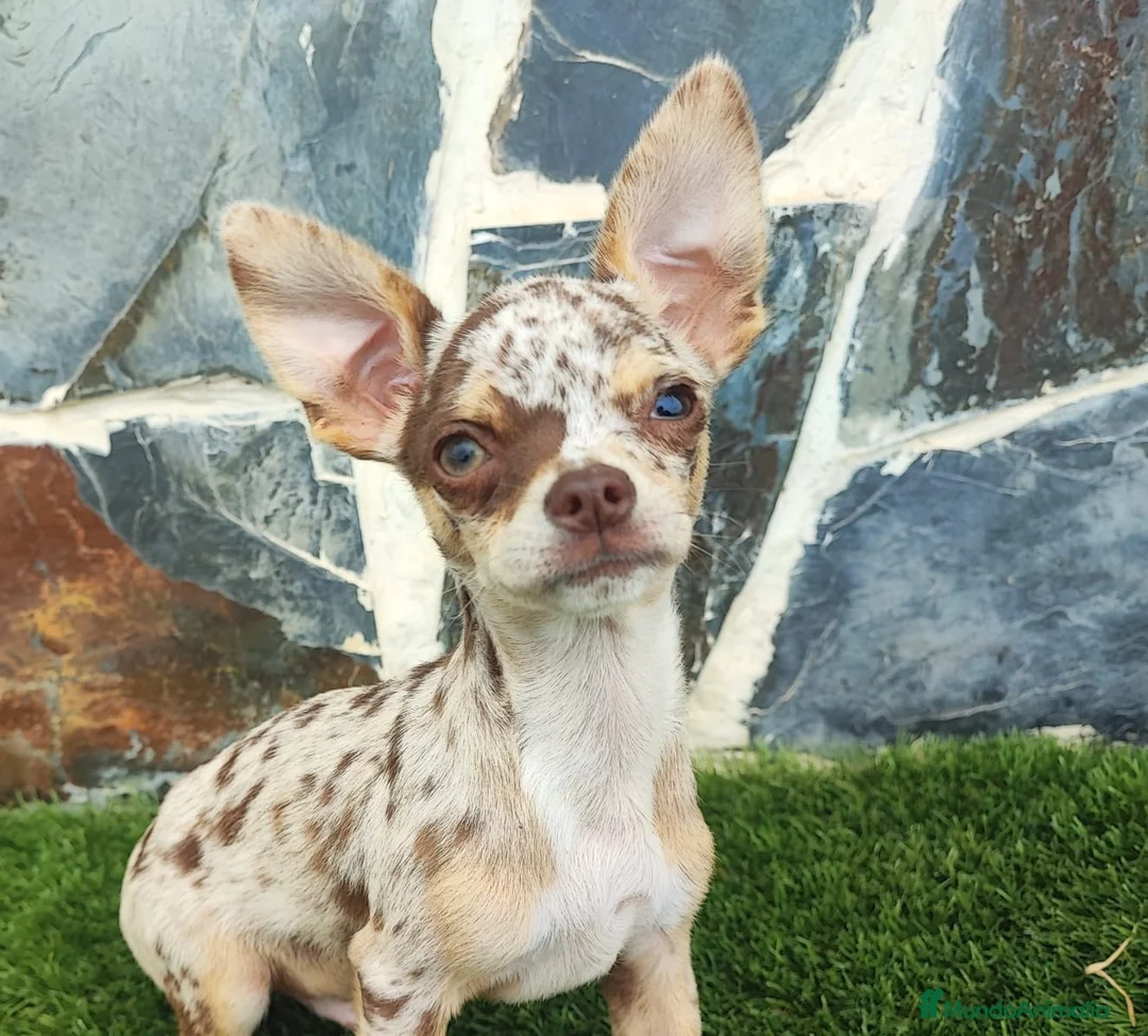 Chihuahua perros en venta: CHIHUAHUA MACHO CHOCOLATE MERLE - Anuncio 1