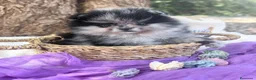 Pomerania perros en venta: Pomerania Merle - Anuncio 3