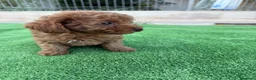 Caniche Toy perros en venta: Camada caniche toy  - Anuncio 1