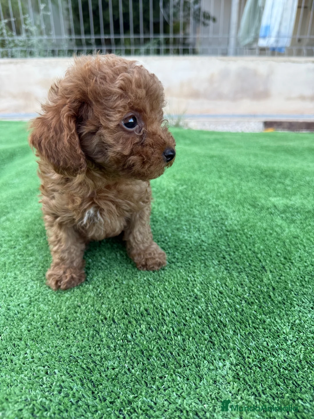 Caniche Toy perros en venta: Camada caniche toy  - Anuncio 1