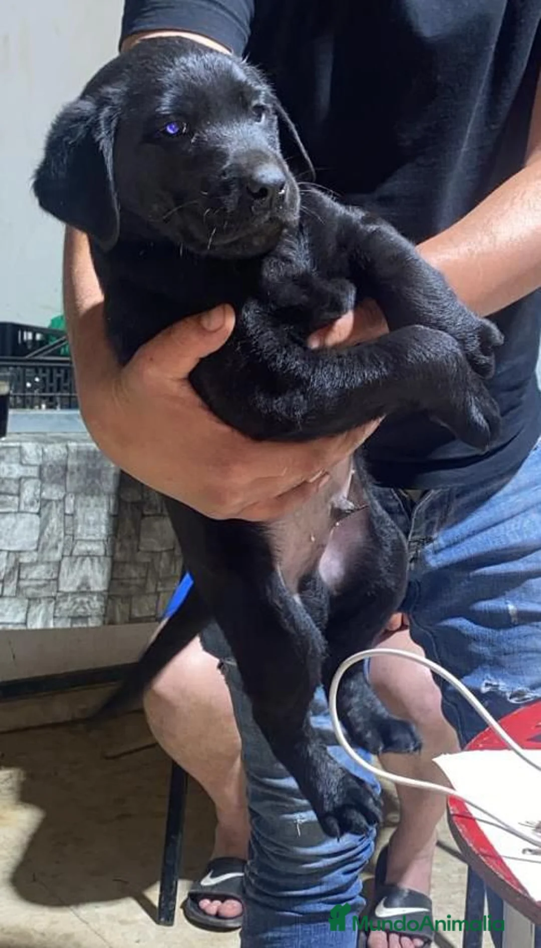 Labrador Retriever perros en venta: Macho negro disponible labrador retriever  - Anuncio 2