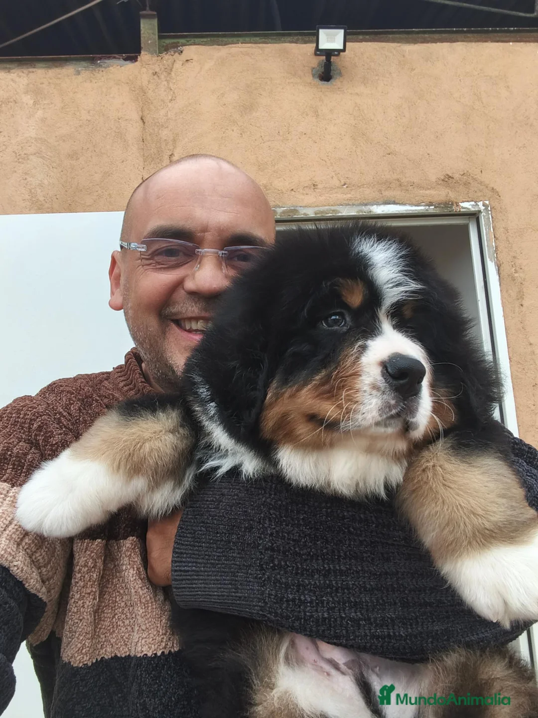 Boyero de Berna perros en venta: Boyero de berna  - Anuncio 2