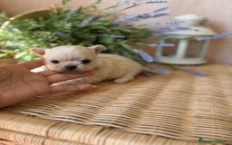 Chihuahua perros en venta: Chihuahua Toy Macho  - Imagen 5