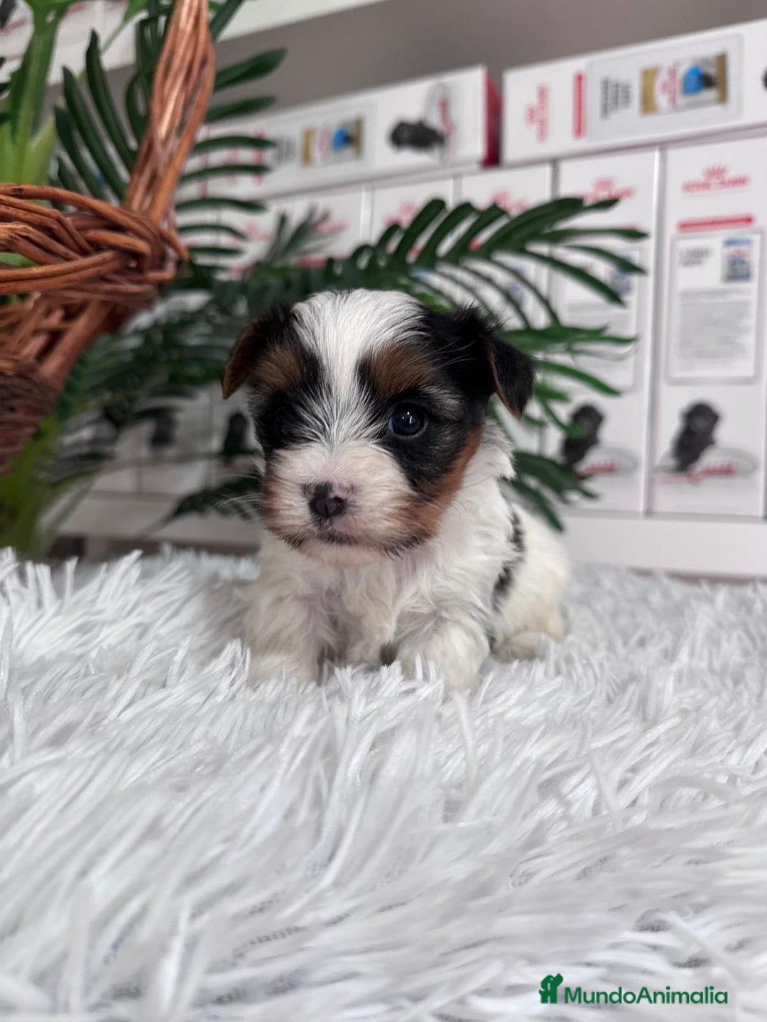 Yorkshire Terrier perros en venta: YORKSHIRE BIEWER - Anuncio 2