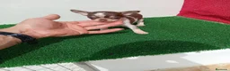 Chihuahua perros en venta: PRECIOSOS CHIHUAHUA RUSO Y ASIÁTICO - Anuncio 14