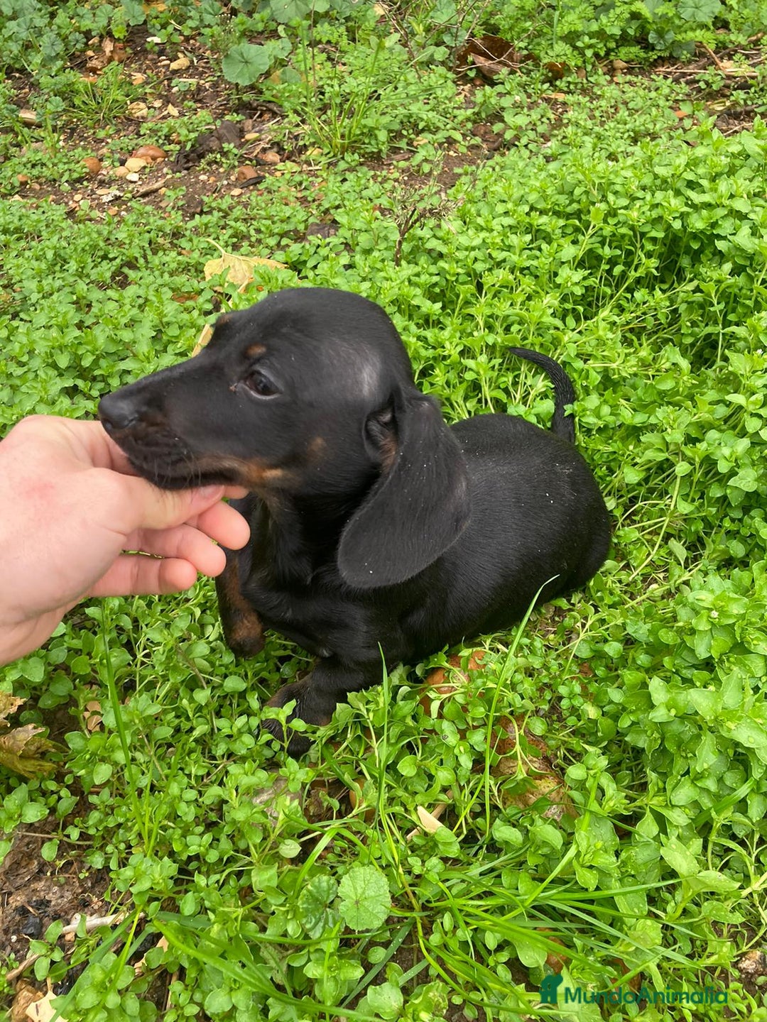 Teckel perros en venta: Teckel macho  - Anuncio 3