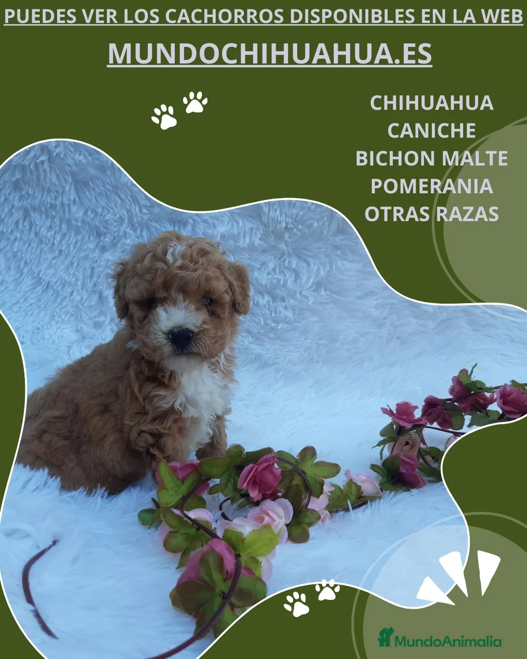 Caniche Toy perros en venta: IMPRECIONANTES  CANICHES  ROJO  TOY - Anuncio 13