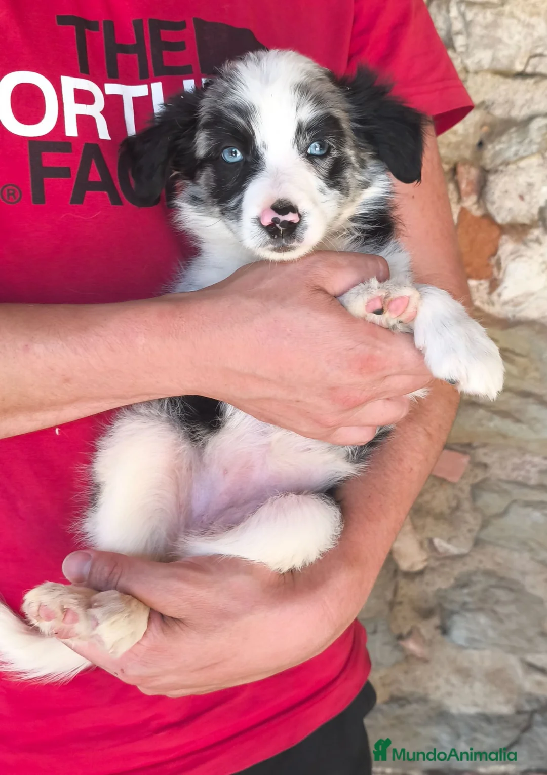 Border Collie perros en venta: Cachorros border collie blue merle! - Anuncio 9