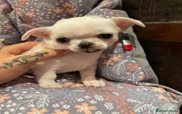 Chihuahua perros en venta: Chihuahua miniatura  - Imagen 2