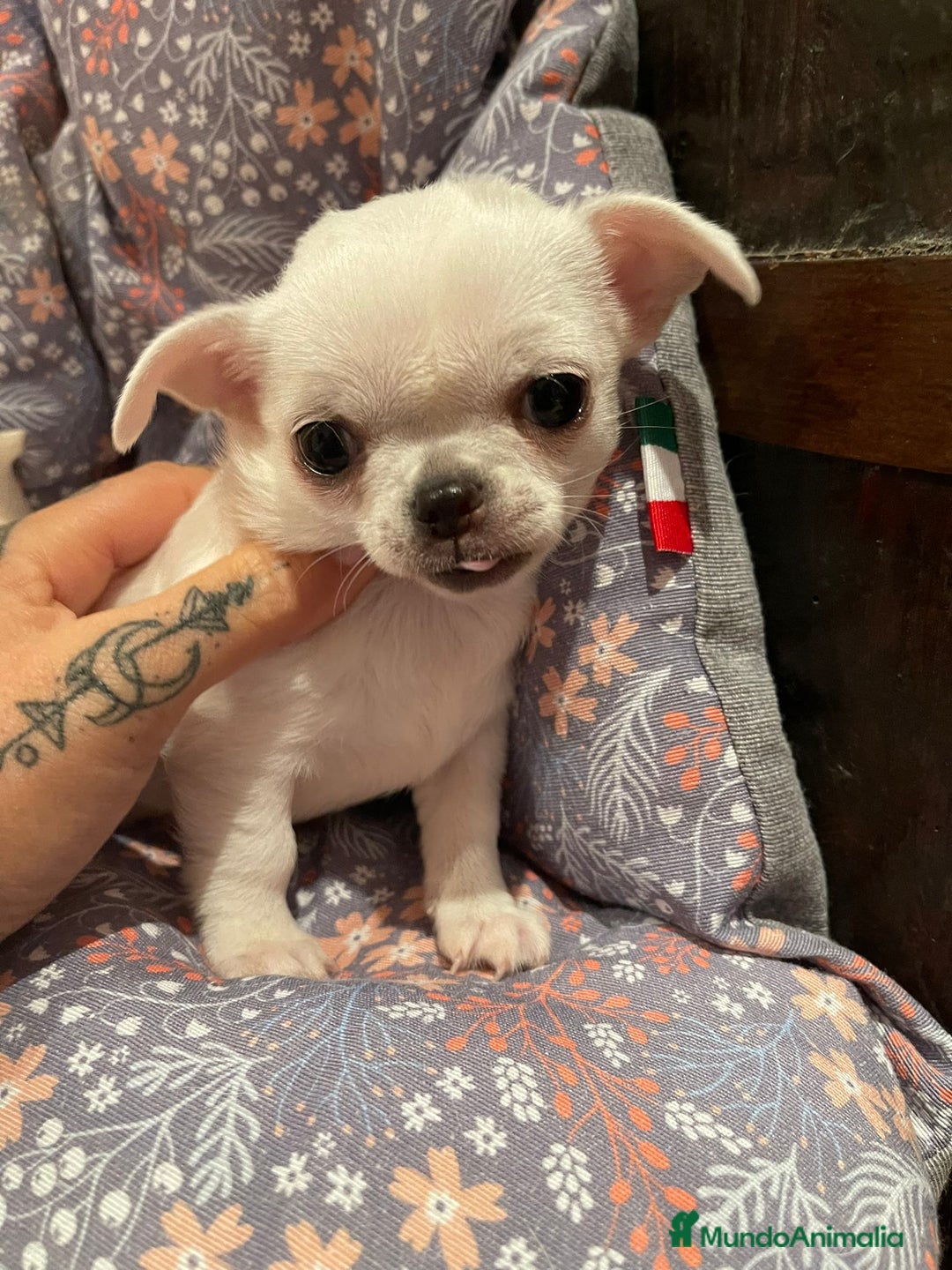 Chihuahua perros en venta: Chihuahua miniatura  - Imagen 2