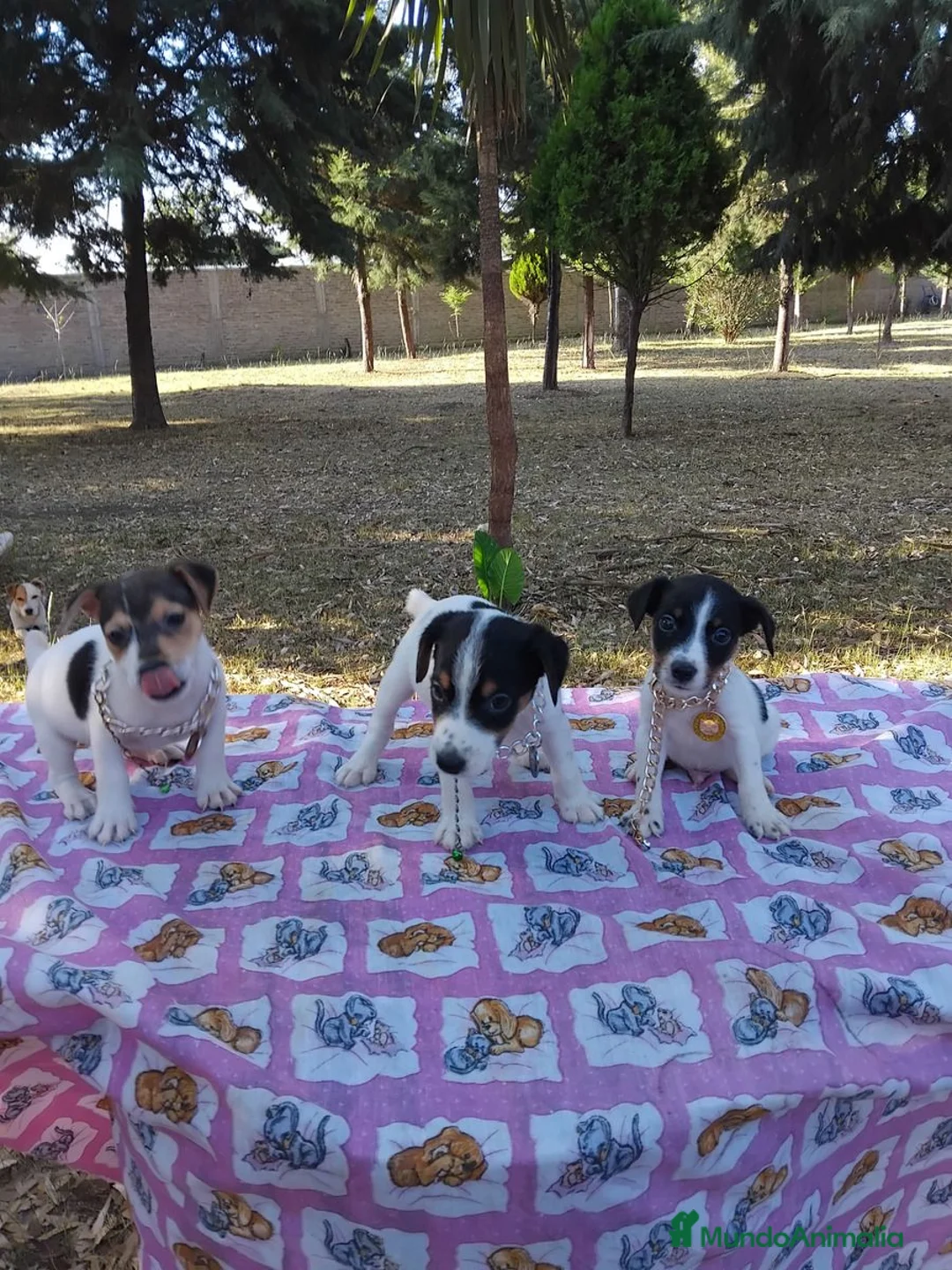 Jack Russell Terrier perros en venta: jack russell listos para entregar puppies !! - Anuncio 3