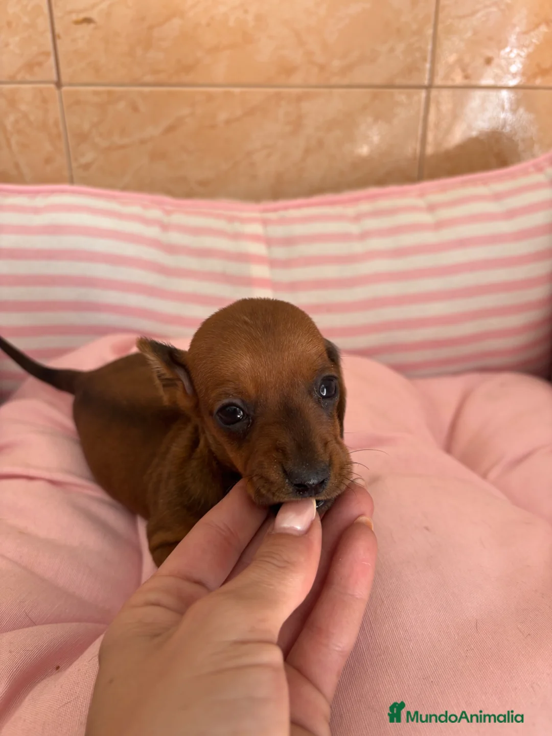 Teckel perros en venta: CACHORRITO DE TECKEL KANINCHEN  - Anuncio 2