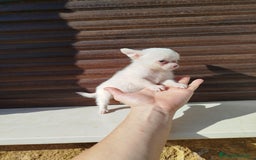 Chihuahua perros en venta: Chihuahua  - Imagen 2