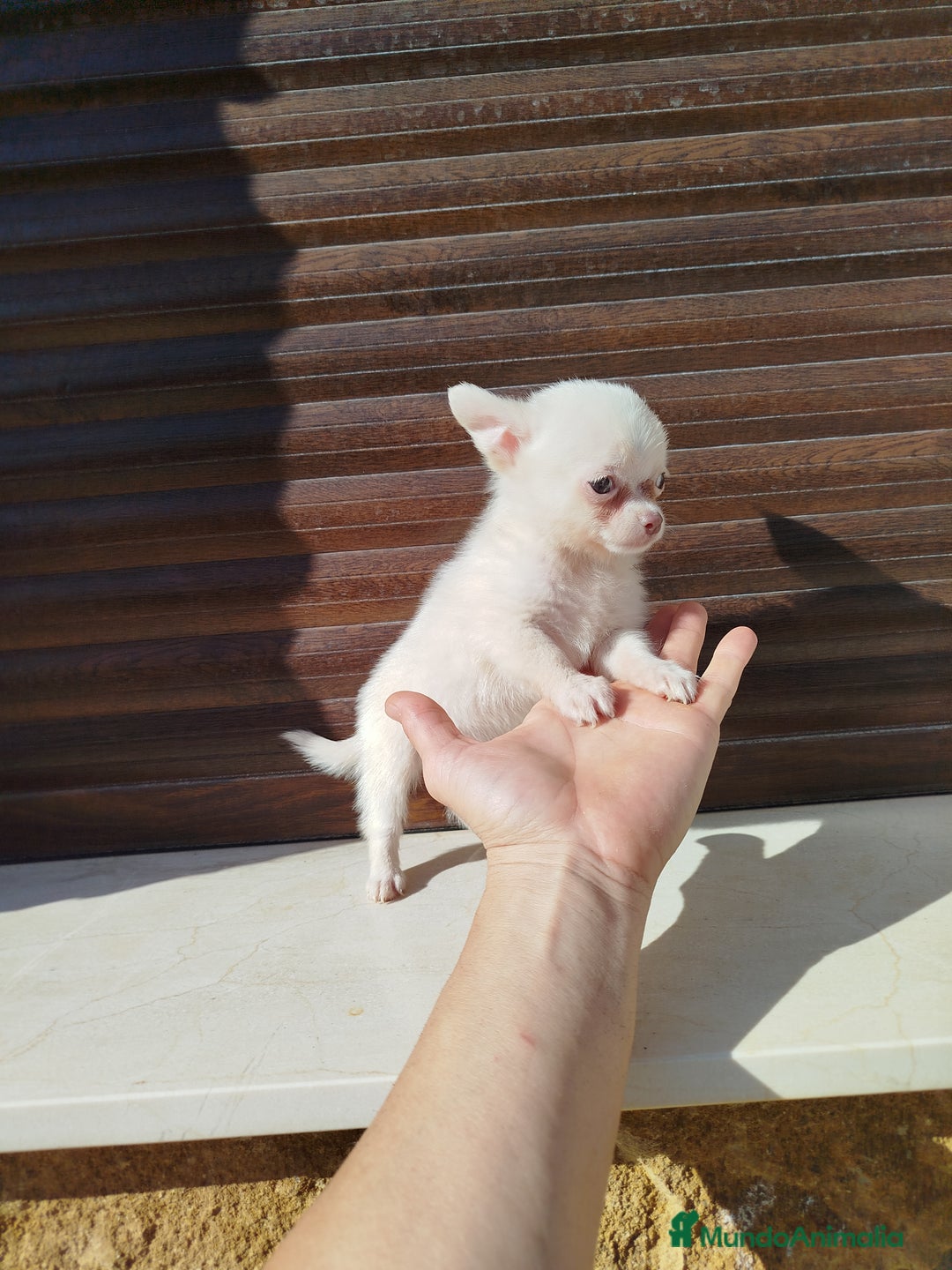 Chihuahua perros en venta: Chihuahua  - Imagen 2