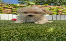 Maltipoo perros en venta: MALTIPOO MINI TOY MUY PEQUEÑITO (2-2´5k adulto) - Imagen 13