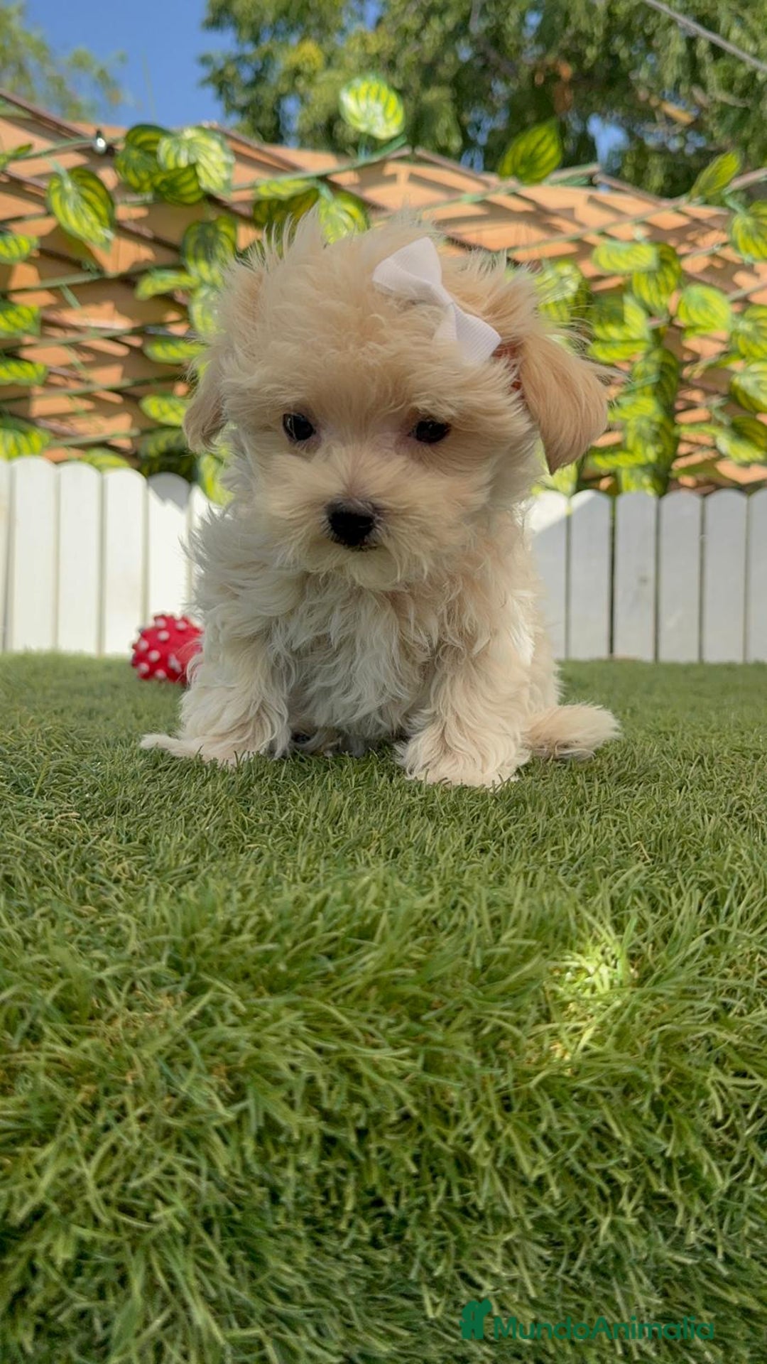 Maltipoo perros en venta: MALTIPOO MINI TOY MUY PEQUEÑITO (2-2´5k adulto) - Imagen 13