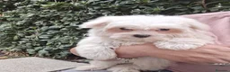 Bichón Maltés perros en venta: Bichón maltés  - Anuncio 2