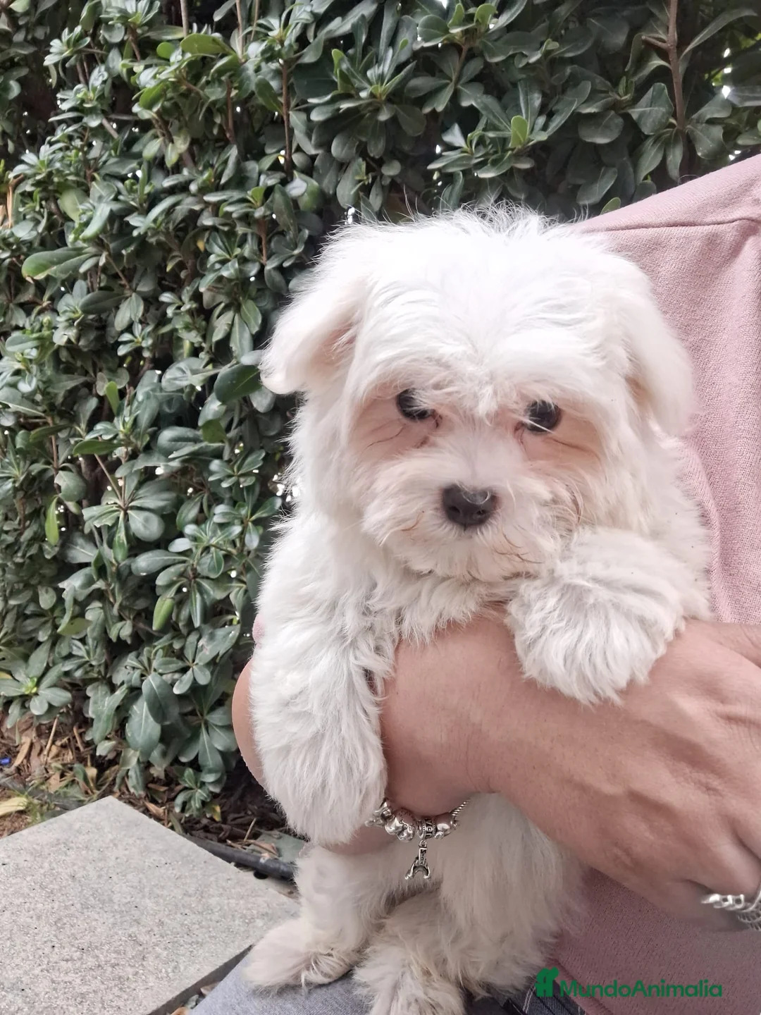 Bichón Maltés perros en venta: Bichón maltés  - Anuncio 2
