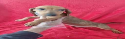 Teckel perros en venta: Teckel  - Anuncio 1