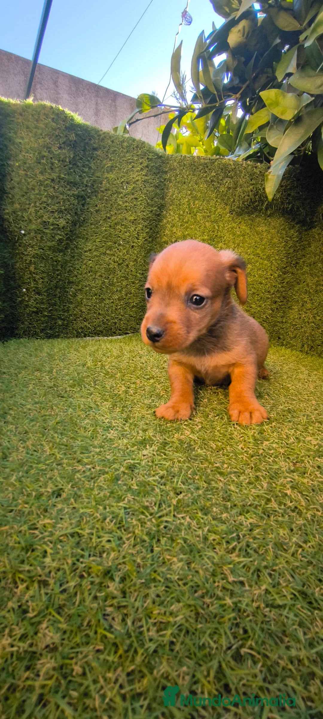 Teckel Miniatura perros en venta: camada teckel miniatura  - Anuncio 4