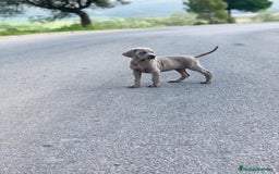 Weimaraner perros en venta: Braco de weimaner - Imagen 1