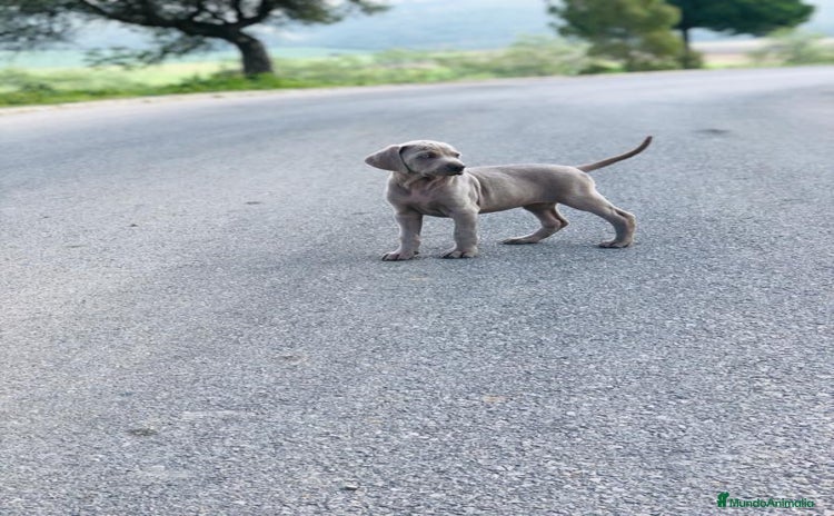 Weimaraner perros - Anuncio 1
