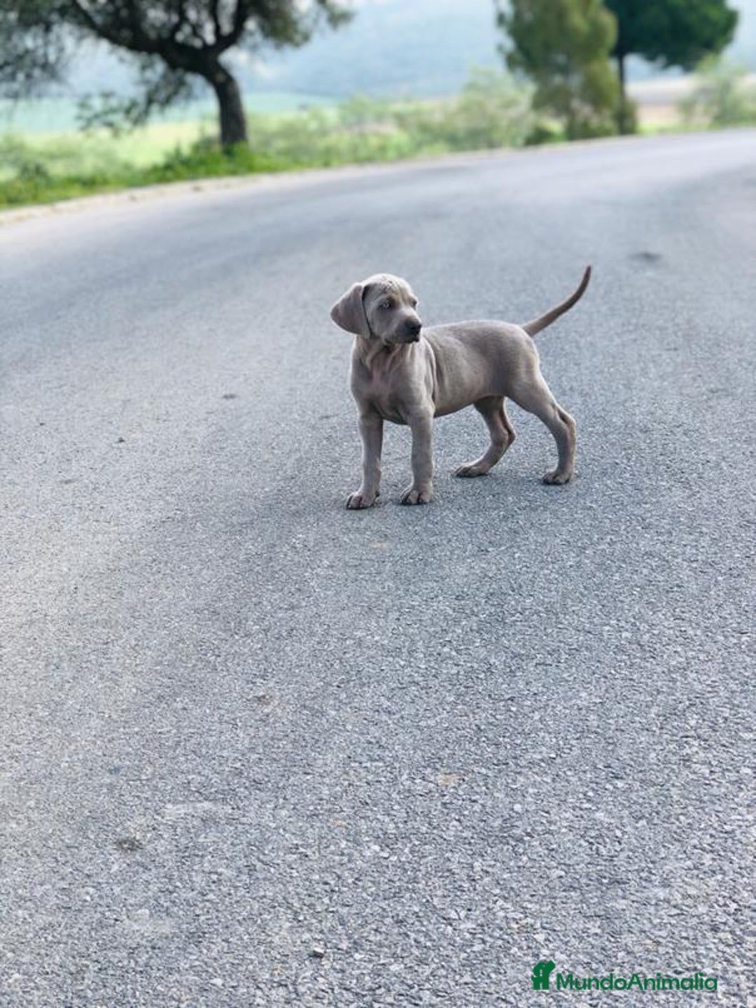 Weimaraner perros en venta: Braco de weimaner - Imagen 1
