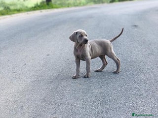 Weimaraner perros - Anuncio 2