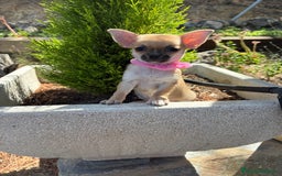 Chihuahua perros en venta: Chihuahuas hembra disponible!!! - Imagen 4