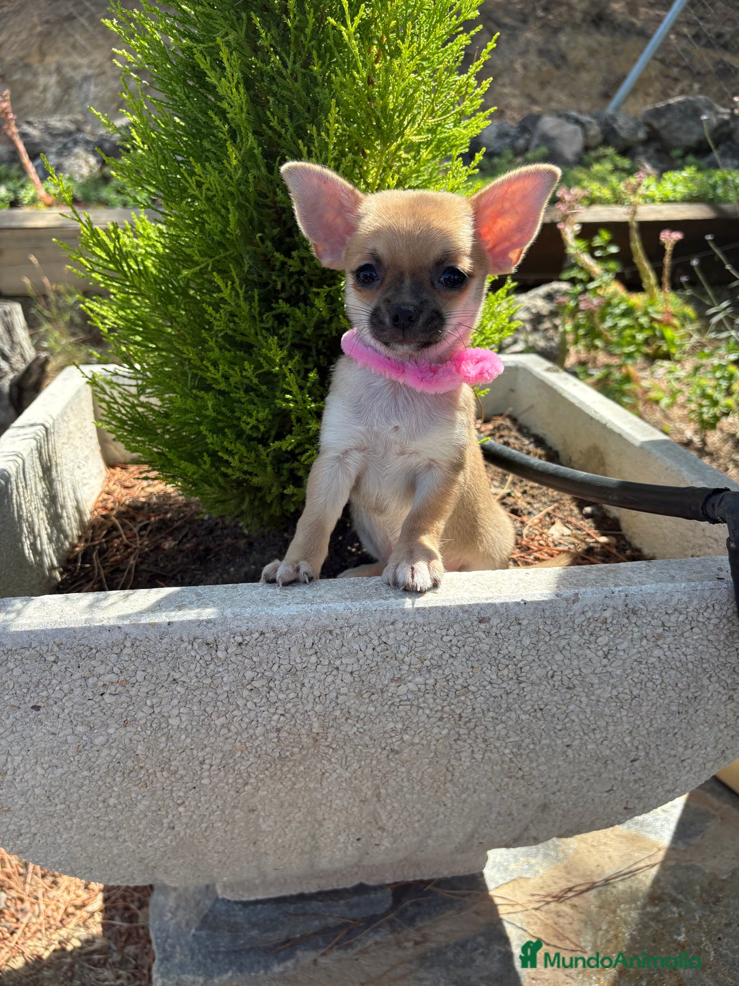 Chihuahua perros en venta: Chihuahuas hembra disponible!!! - Imagen 4