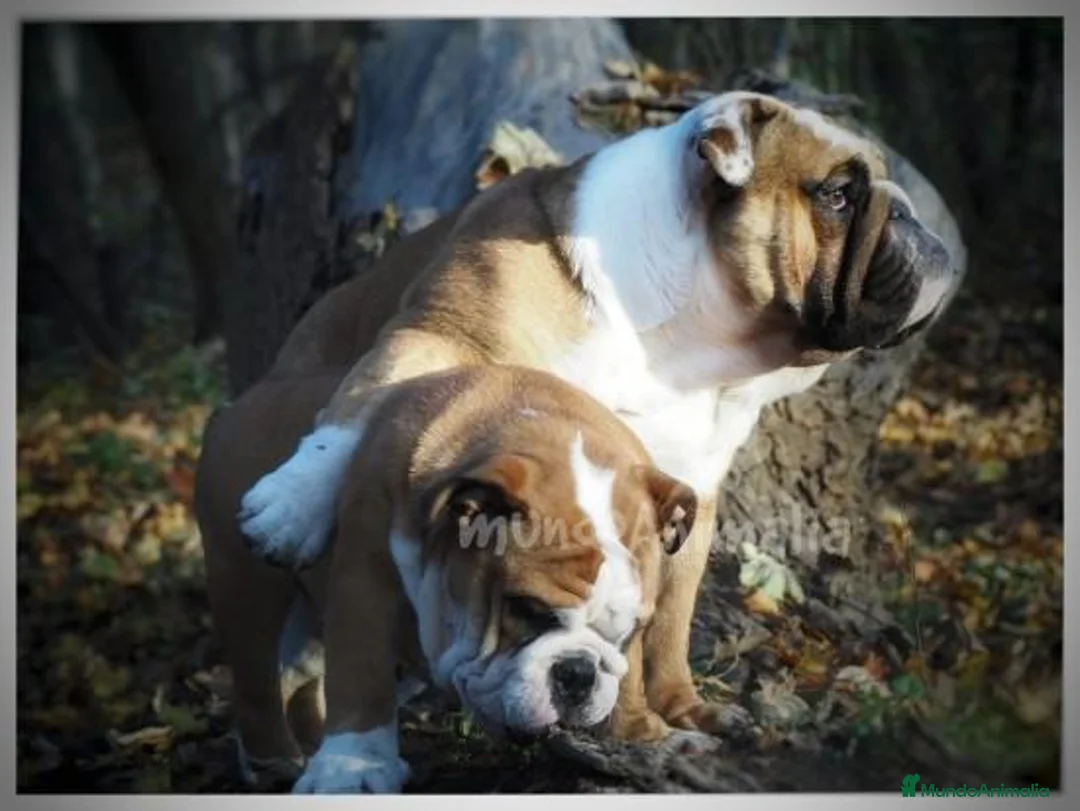 Imagen de galería {{count}}