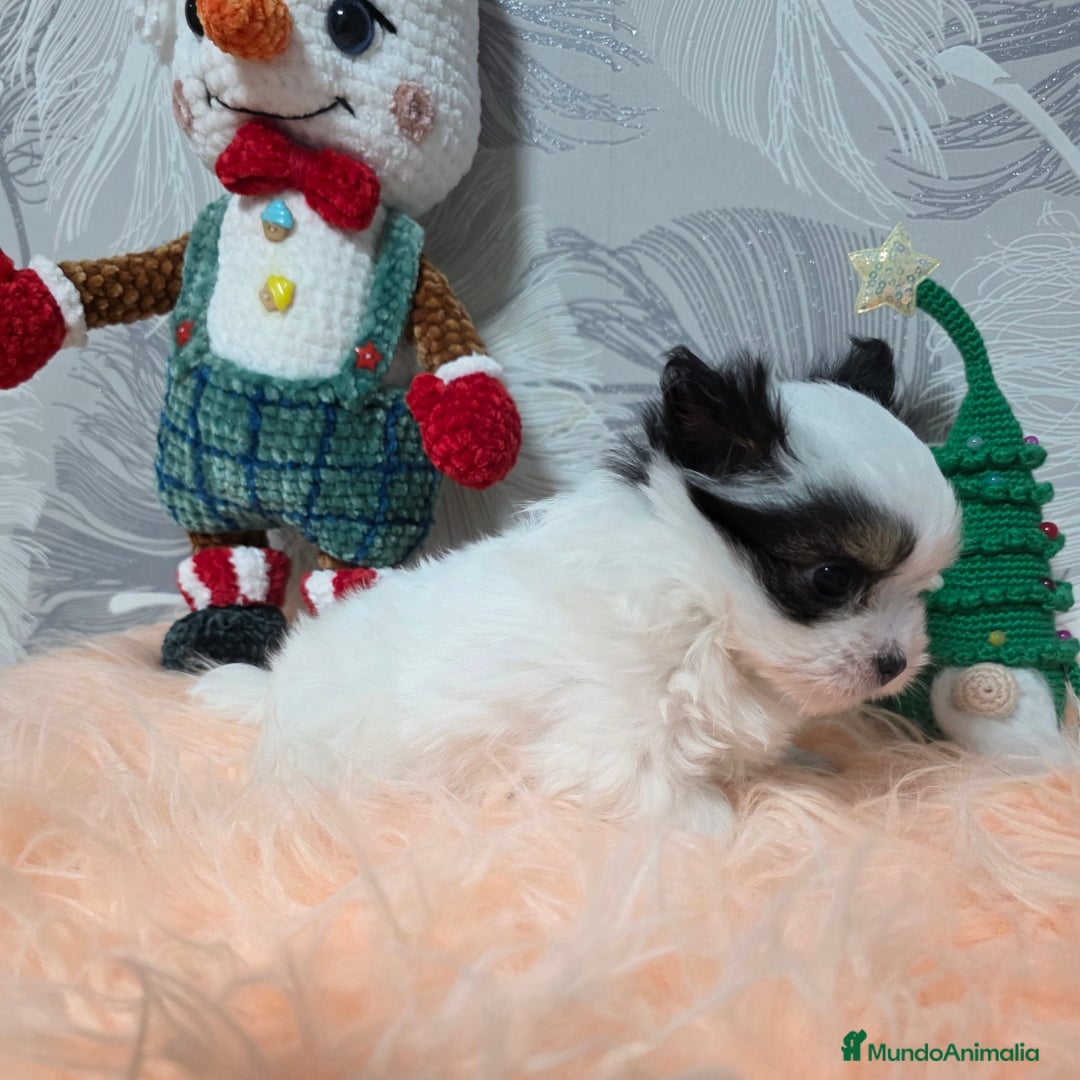 Raza Mixta perros en venta: Preciosa camada Maltipoo - Anuncio 3