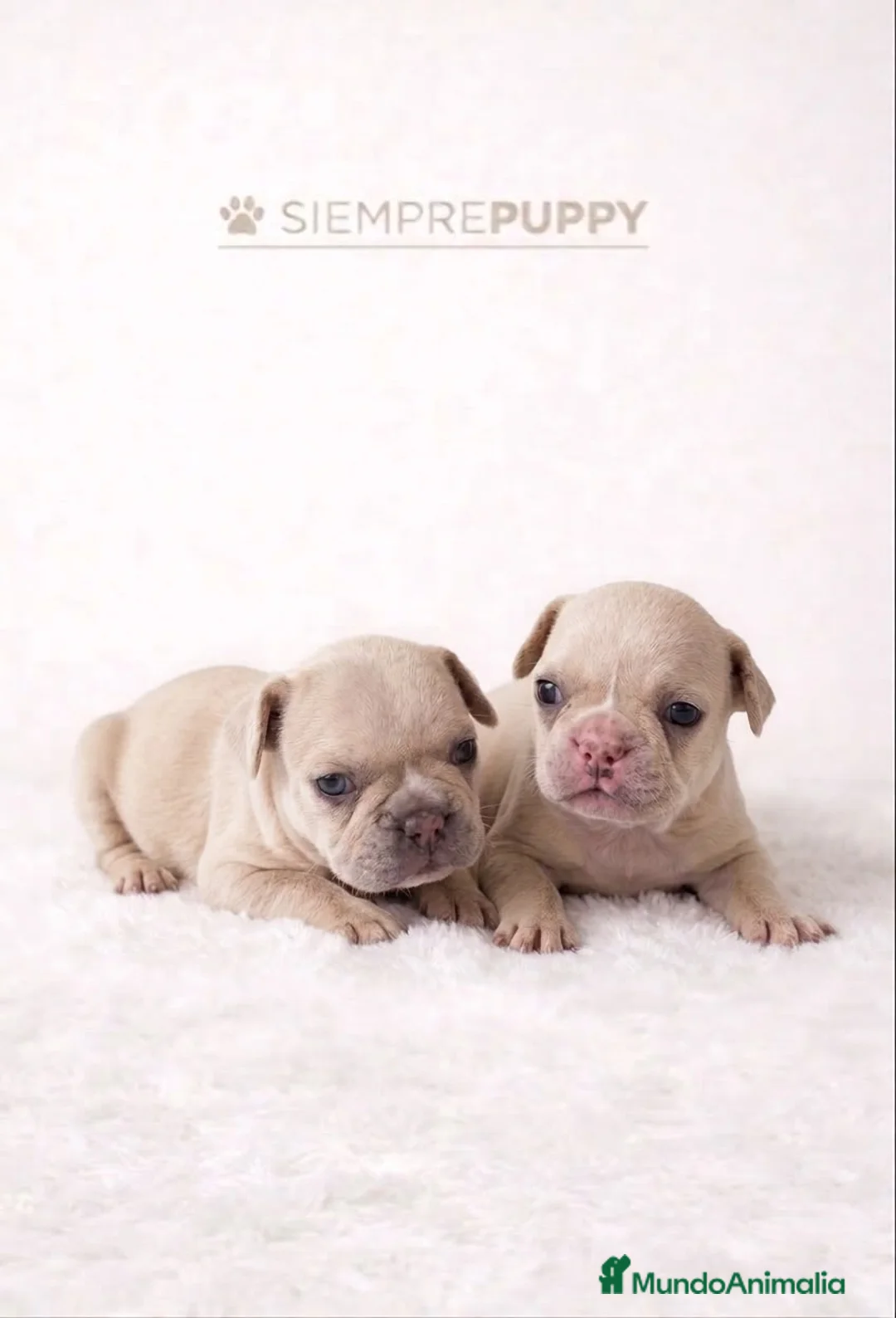 Bulldog Francés perros en venta: BULLDOG FRANCÉS PLATINUM - Anuncio 2