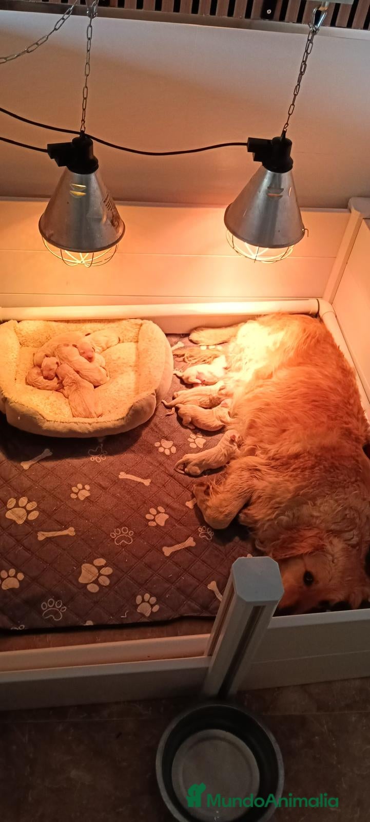 Golden Retriever perros Golden retriever - Anuncio 2