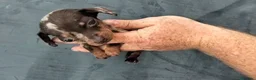 Teckel Miniatura perros en venta: Teckel kaninchen  - Anuncio 2