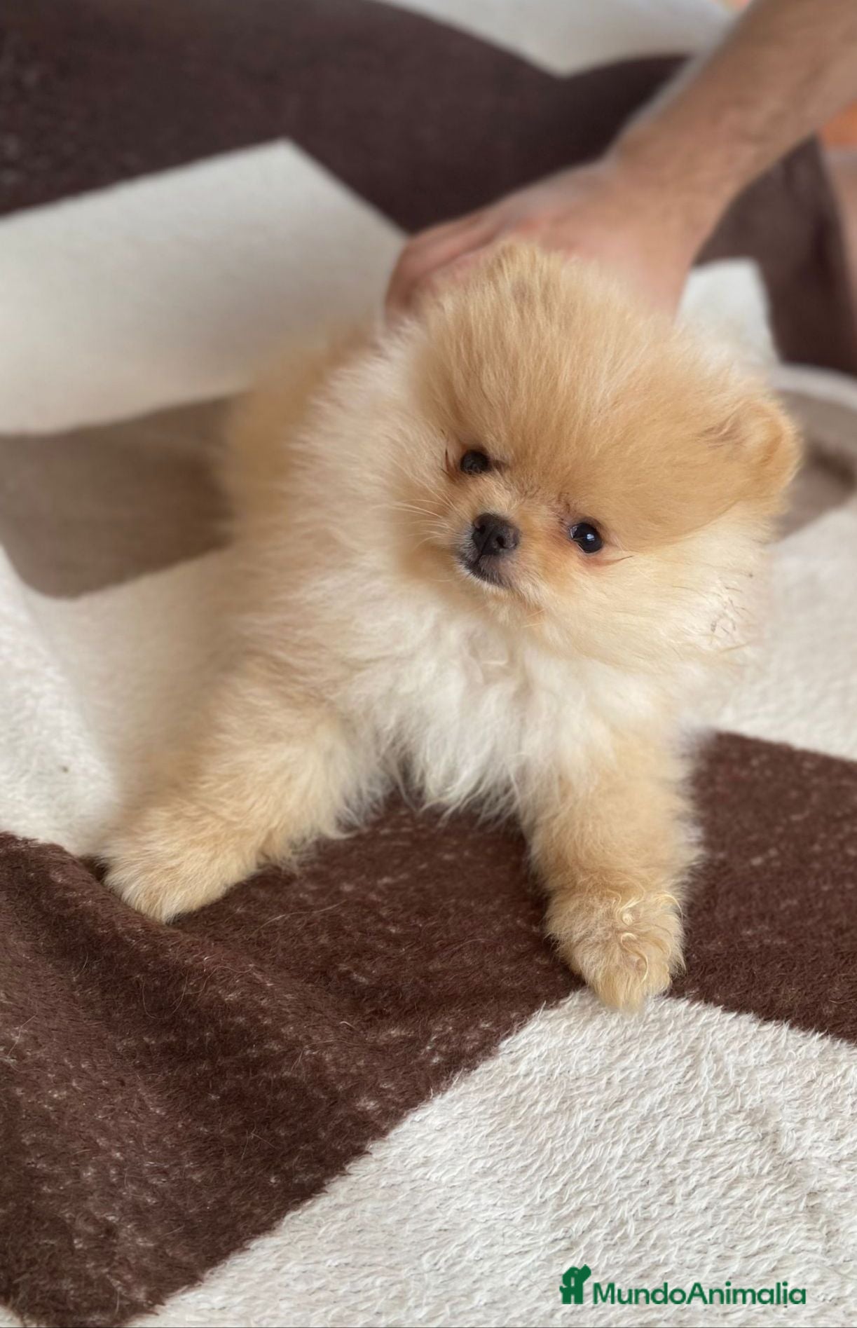 Pomerania perros Cachorros de Pomerania  - Anuncio 1