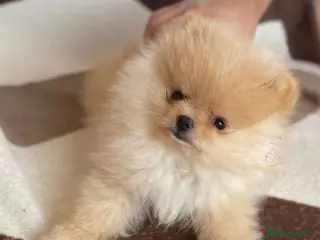 Pomerania perros Cachorros de Pomerania - Anuncio 1