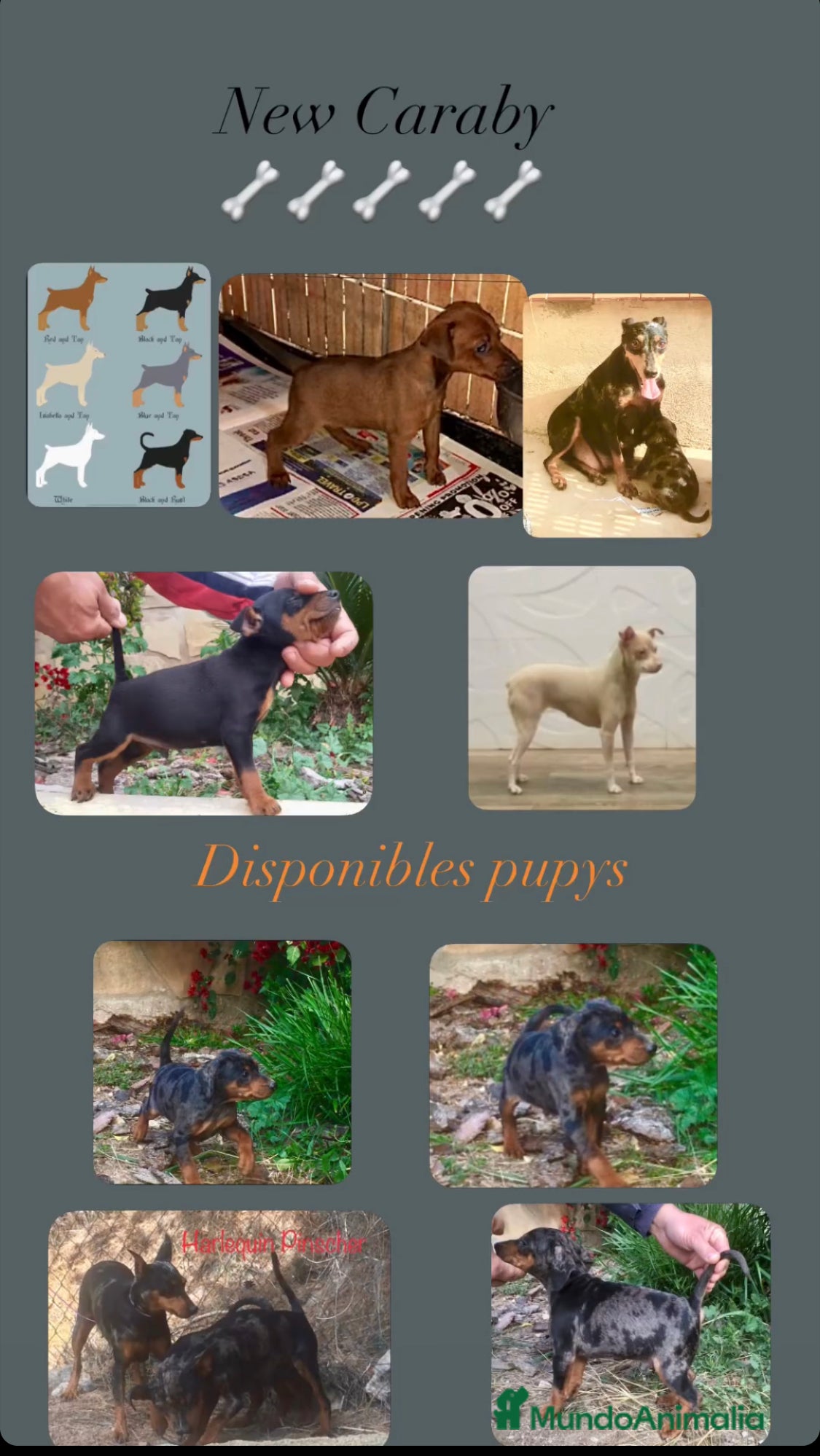 Pinscher Miniatura perros Caraby Harlequin Pinscher Benidorm  en Alicante - Anuncio 12