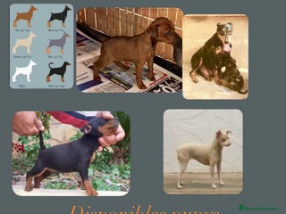Pinscher Miniatura perros en Alicante - Anuncio 9