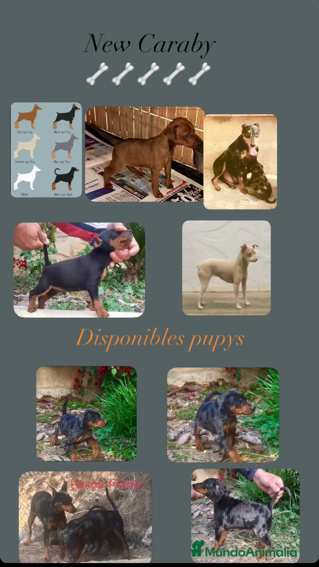 Pinscher Miniatura perros en venta: Caraby Harlequin Pinscher Benidorm  en Alicante - Anuncio 5