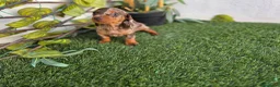 Teckel Miniatura perros en venta: TECKEL KANNINCHEN - Anuncio 3