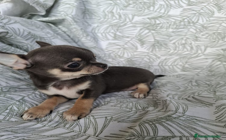 Chihuahua perros - Anuncio 6