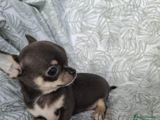 Chihuahua perros - Anuncio 5